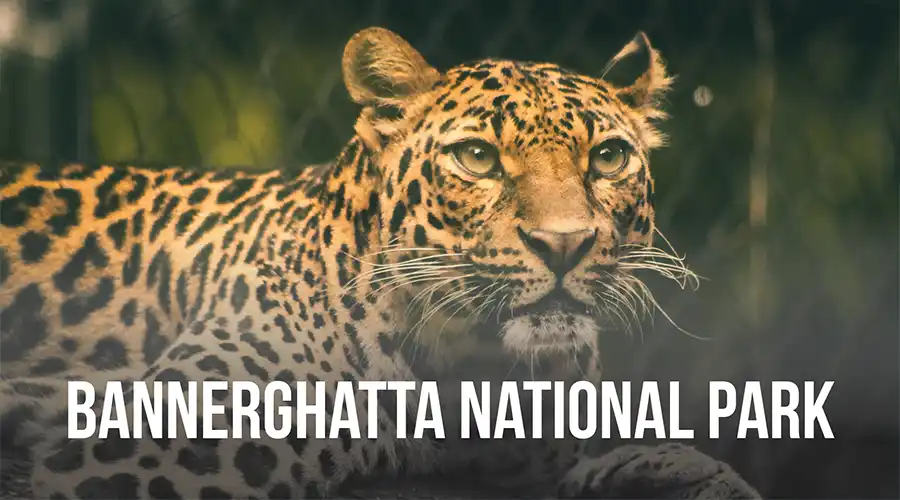 Bannerghatta National Park