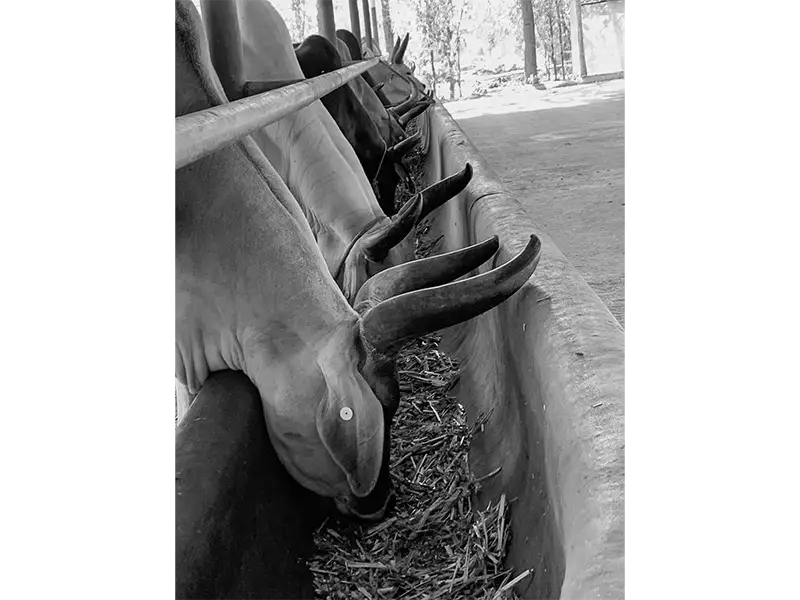 Happiness Club Organises Educational Visit to the Art of Living Centre  - 3